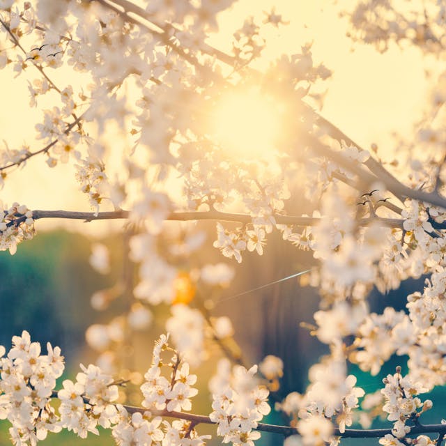 Une musique calme tisse une tapisserie de tranquillité et de paix, offrant une évasion sereine de l'agitation de la vie quotidienne. Ses douces mélodies et ses harmonies apaisantes créent une atmosphère reposante, parfaite pour la relaxation, la méditation ou la détente après une longue journée. Avec ses tons doux et ses rythmes tranquilles, la musique calme favorise un sentiment de paix intérieure, aidant à atténuer le stress et favorisant un état de réflexion calme. C’est un sanctuaire apaisant pour l’esprit et l’âme, invitant à des moments de contemplation tranquille et de douce sérénité.