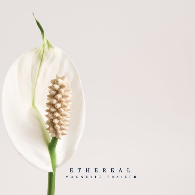 สัมผัสประสบการณ์การเดินทางอันน่าหลงใหลของ 'Ethereal' เพลงภาพยนตร์มหากาพย์ที่ผสมผสานท่วงทำนองอันทรงพลังเข้ากับการเรียบเรียงดนตรีออร์เคสตรา ปล่อยให้ภาพเสียงที่มีชีวิตชีวาและเร้าใจพาคุณไปสู่อาณาจักรแห่งความตื่นเต้นและความมหัศจรรย์ สตรีมตอนนี้เพื่อสัมผัสการผจญภัยทางดนตรีอันน่าตื่นเต้น