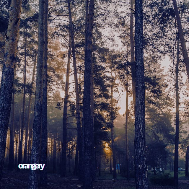 Experience the serene beauty of a coniferous forest with this emotional and romantic acoustic indie track.
