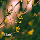 Experience the soothing sounds of Spring with this sentimental piano track. Let yourself relax and unwind as the gentle melodies transport you to a state of peaceful tranquility. Perfect for meditation, mindfulness, or simply unwinding after a long day.