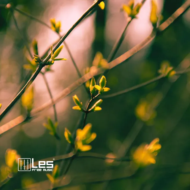 Experience the soothing sounds of Spring with this sentimental piano track. Let yourself relax and unwind as the gentle melodies transport you to a state of peaceful tranquility. Perfect for meditation, mindfulness, or simply unwinding after a long day.