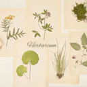 Discover the enchanting world of 'Herbarium' – a solo piano masterpiece that delicately weaves soothing melodies, creating a truly immersive musical experience.