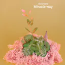 Experience the serene vibes of 'Miracle Way', a mesmerizing electronic chill lofi track.