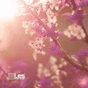 "The Ambient of Spring" é uma faixa meditativa e relaxante com sons ambientes suaves que evocam o espírito rejuvenescedor da primavera.