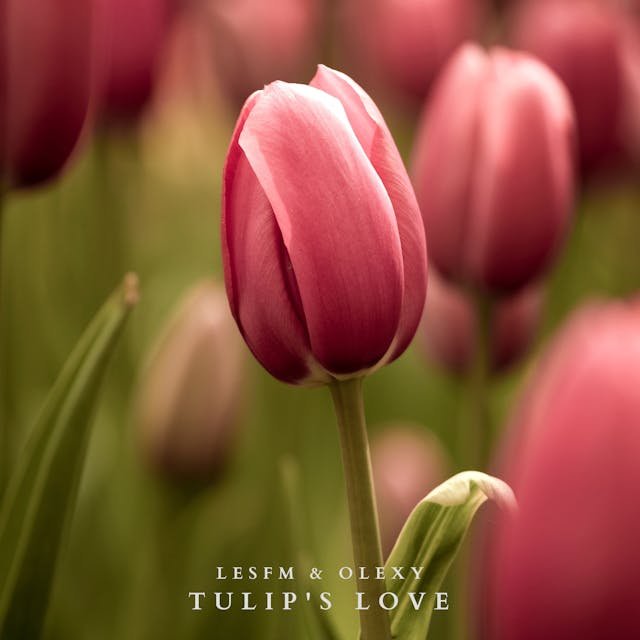 Poczuj uduchowioną serenadę „Tulip's Love”, utworu na gitarze akustycznej, który oczarowuje serdeczną melodią.